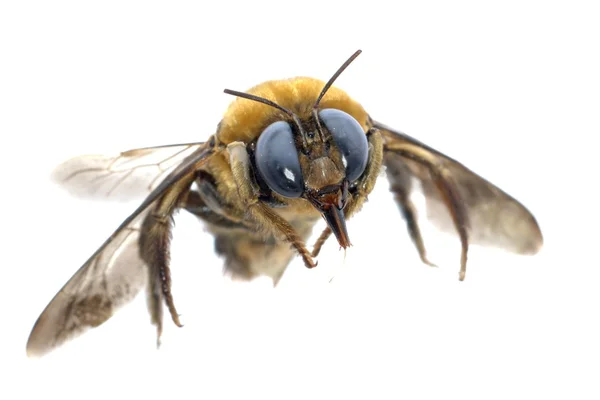 Insekt bescheidene Biene — Stockfoto