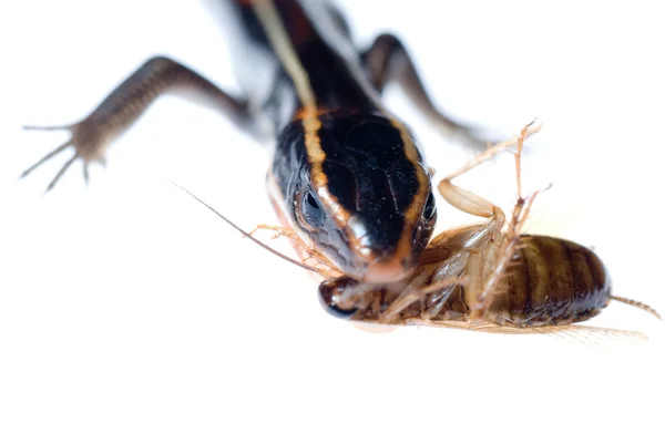 Hayvan kertenkele yemek roach — Stok fotoğraf