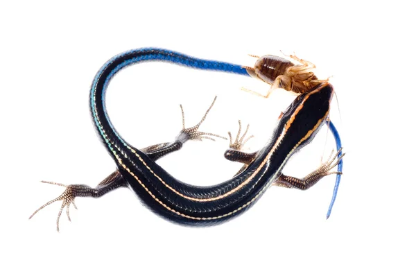 动物蜥蜴吃蟑螂 — 图库照片
