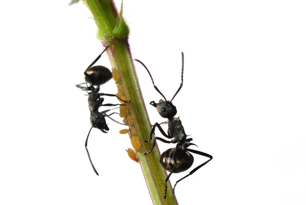 Fourmi insecte et puceron isolés — Photo