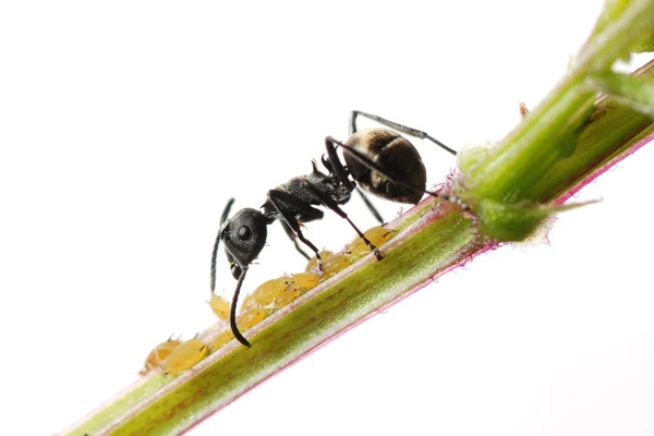 Insect ant en bladluis geïsoleerd — Stockfoto