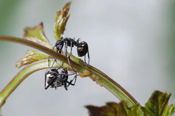 Formiga-inseto e pulgão isolado — Fotografia de Stock