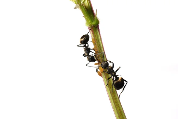 Formica insetto e afide isolato — Foto Stock