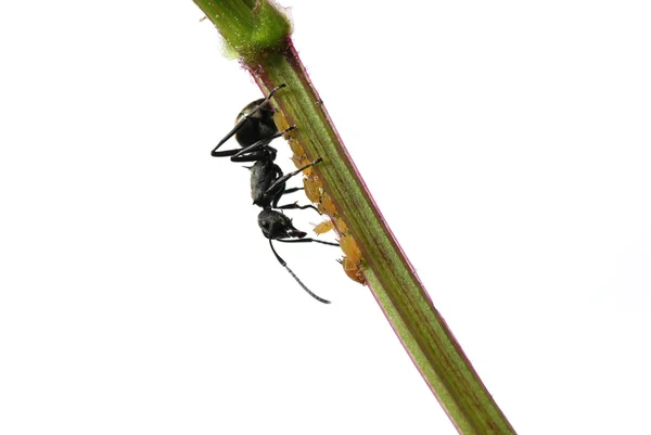 stock image Insect ant and aphid isolated