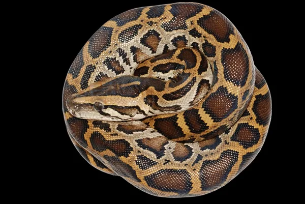 Boa serpiente aislada —  Fotos de Stock