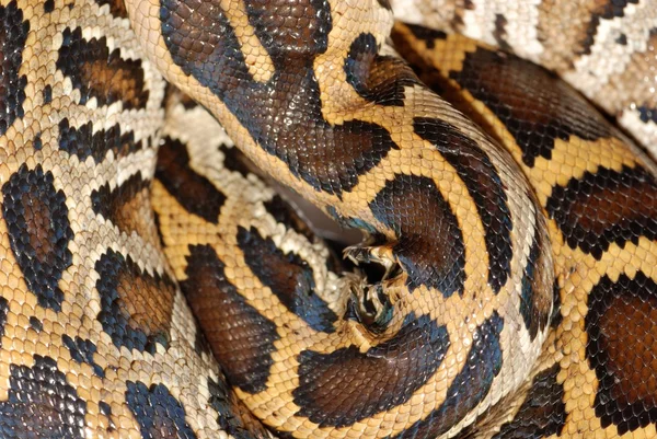 Patrón de serpiente Boa — Foto de Stock
