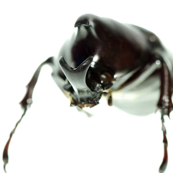 Black rhino beetle — Stock Photo, Image