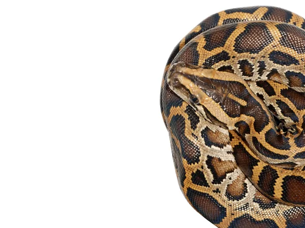 蟒蛇蛇 — 图库照片