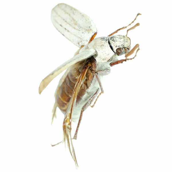 Besouro escaravelho voador — Fotografia de Stock