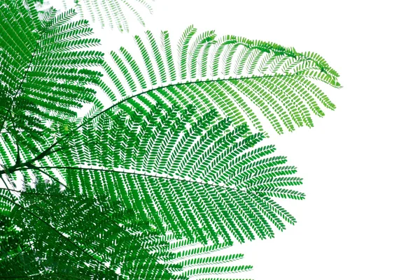 Yeşil albizzia falcata ağaç yaprağı — Stok fotoğraf