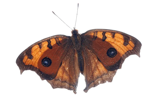 Peacock viooltje vlinder, junonia almana — Stockfoto