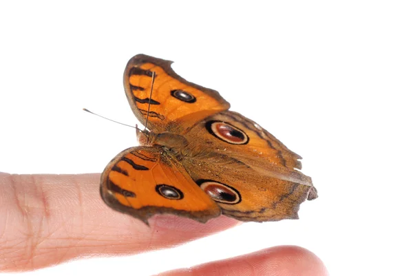 Метелик на палець — стокове фото