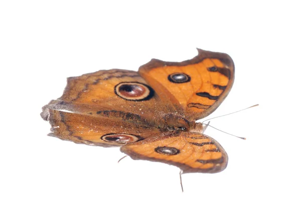 パンジー孔雀蝶、junonia アルマナを飛んでください。 — ストック写真