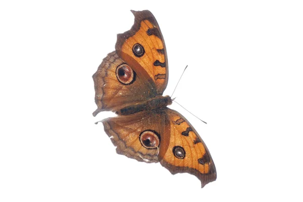 Летучая павлинья педик бабочка, Junonia almana — стоковое фото