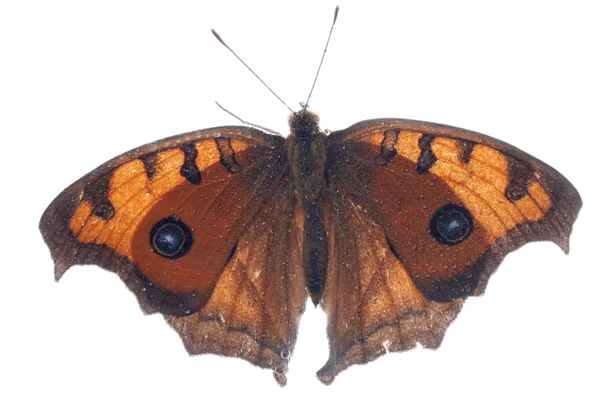 Paw bratek motyl, junonia almana — Zdjęcie stockowe