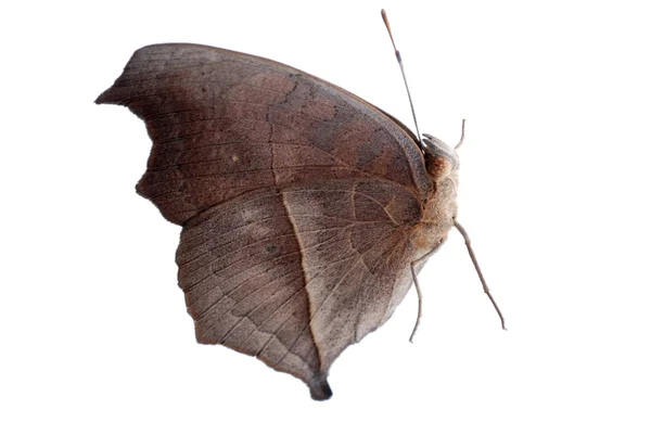 Tavuskuşu homo kelebek, junonia almana — Stok fotoğraf