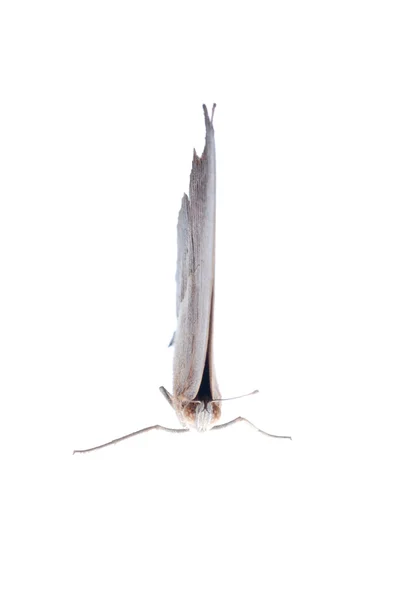 Mariposa de pavo real, Junonia almana —  Fotos de Stock