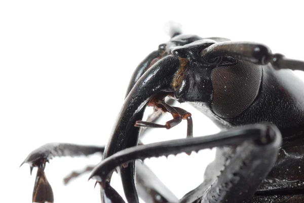 Macro della testa di scarabeo cornuto insetto — Foto Stock