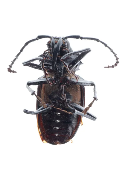 Böcek longhorn böceği — Stok fotoğraf