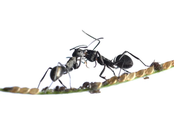 Ant and aphid symbiosis — Stock Photo, Image