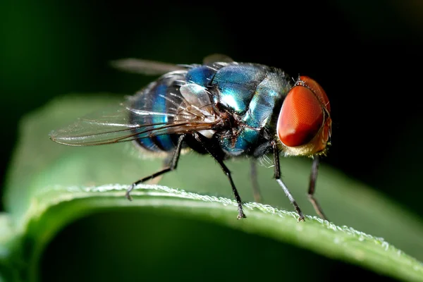 stock image Insect fly macro