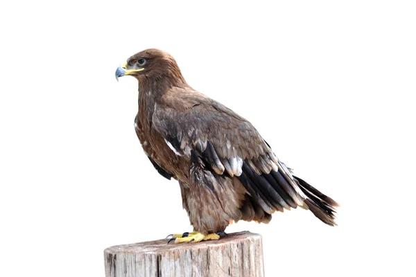 Eagle fågel isolerade — Stockfoto