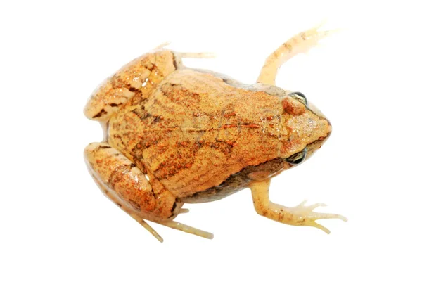 Brown frog isolated — Stock Photo, Image