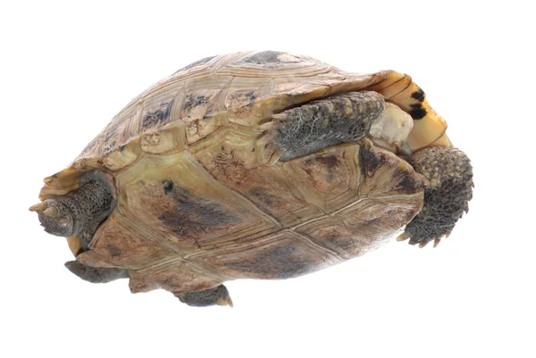 Tartaruga-tartaruga — Fotografia de Stock