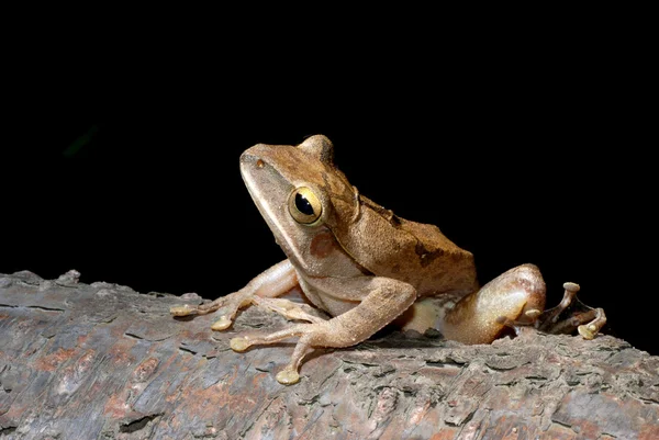Drzewa żaba — Zdjęcie stockowe