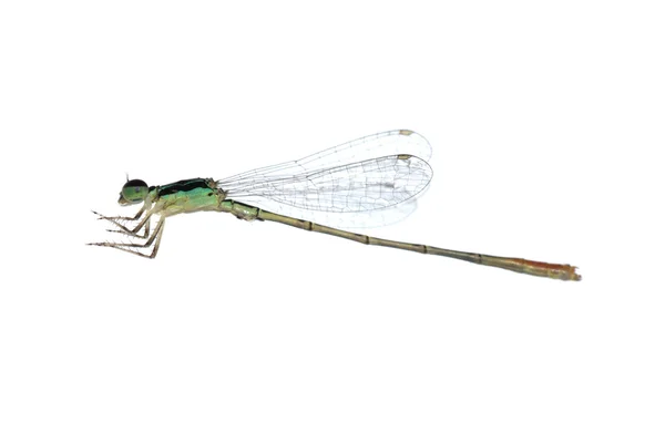 Dragonfly flickslända — Stockfoto