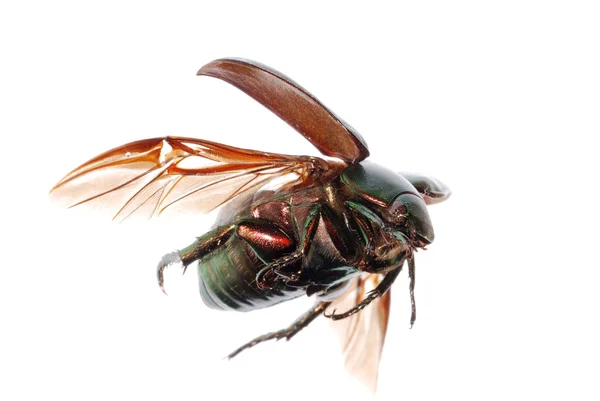 Flying green scarab beetle — Stock Photo, Image