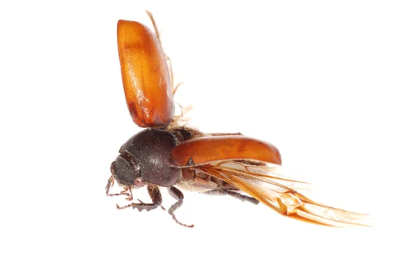 茶色のスカラベ カブトムシの飛行 — ストック写真