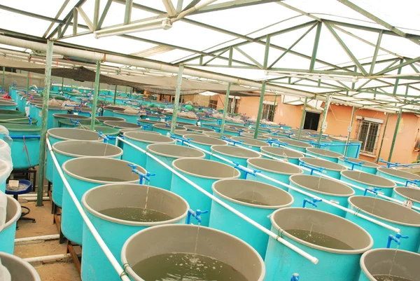 Agricultura acuicultura — Foto de Stock