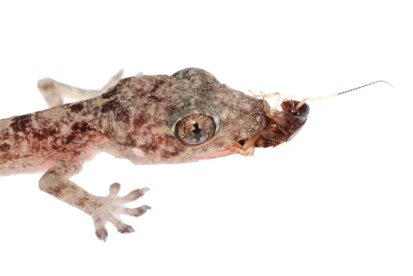 Roach izole gecko bebek yemek — Stok fotoğraf