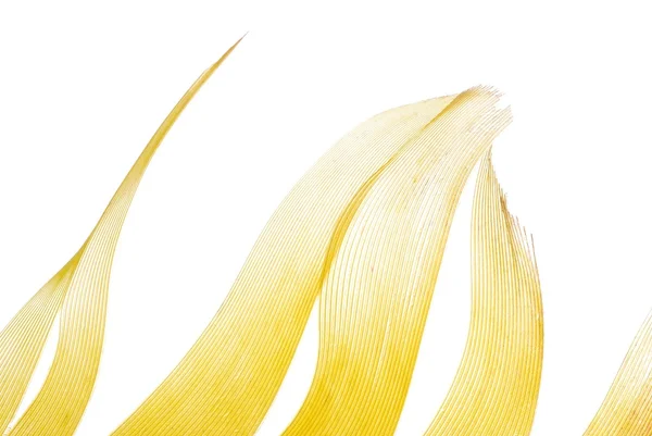 Абстрактный фон из жёлтого пера — стоковое фото
