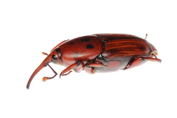 Escarabajo hocico — Foto de Stock