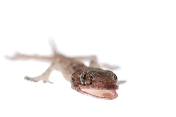 Gecko babe ізольовані — стокове фото