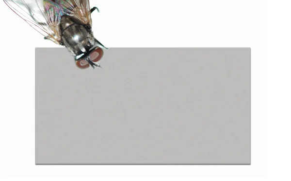 Insect fly blank background — Stock Photo, Image