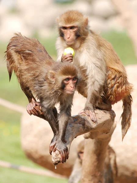 动物猴子 — 图库照片