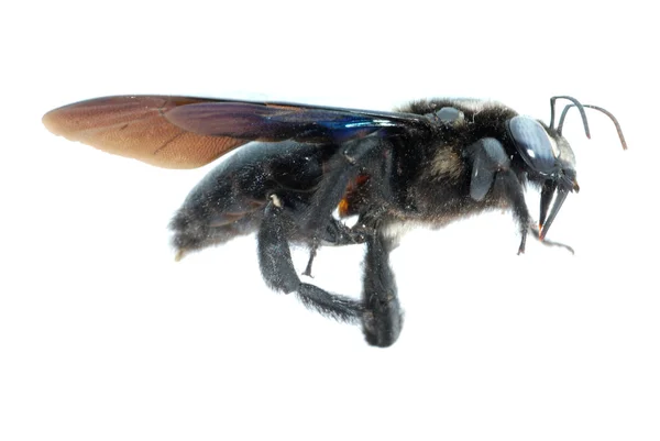 Bombus arı — Stok fotoğraf