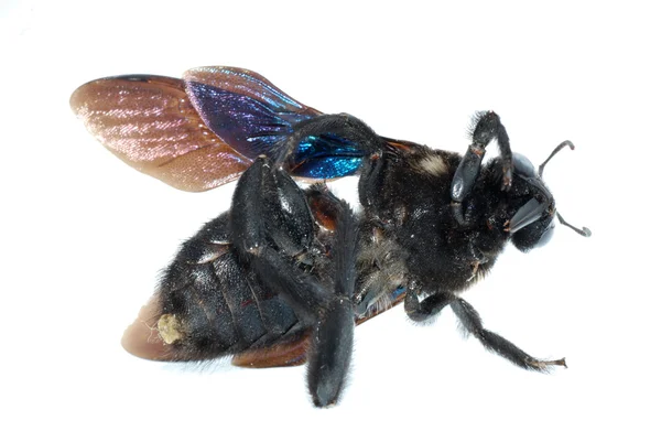 Bombus včela — Stock fotografie