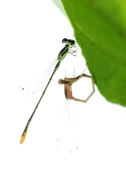 Juffers dragonfly paring geïsoleerde — Stockfoto