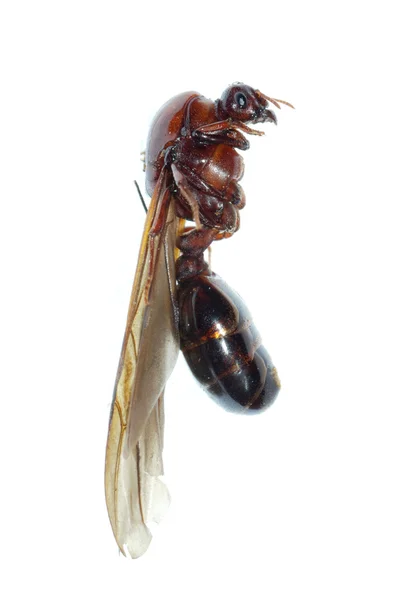 分離した女王アリ昆虫マクロ — ストック写真