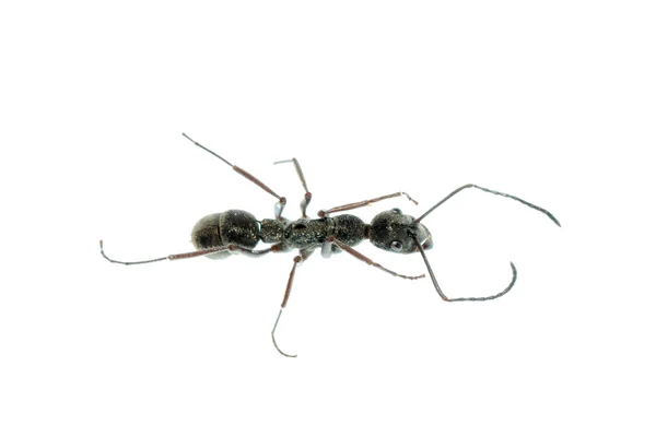 Insecte ant macro isolé — Photo