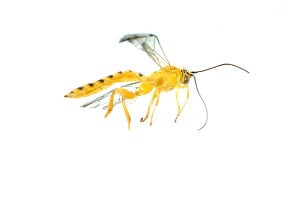 Žlutá wasp — Stock fotografie