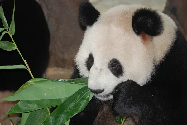 Giant panda bear — Stockfoto