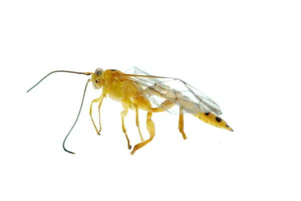 Κίτρινο σφήκα — Φωτογραφία Αρχείου