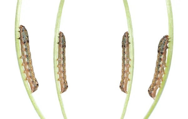Insect caterpillar — Stockfoto