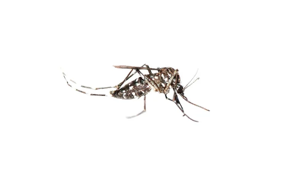 Sivrisinek hata — Stok fotoğraf