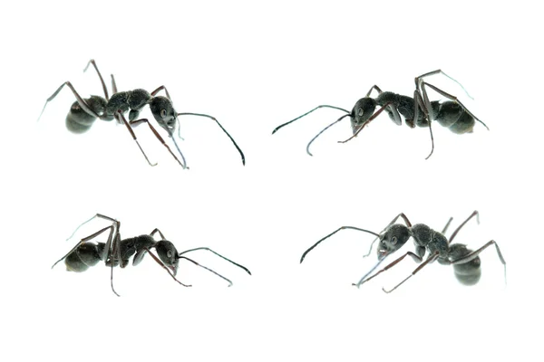 Ant side view set — Stock Photo, Image